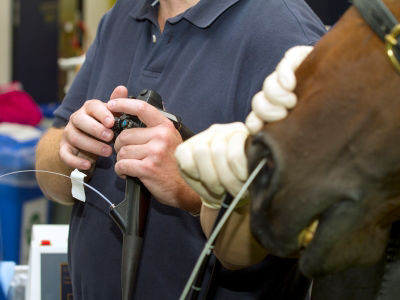 gastroscopy for gastric ulcers in horses